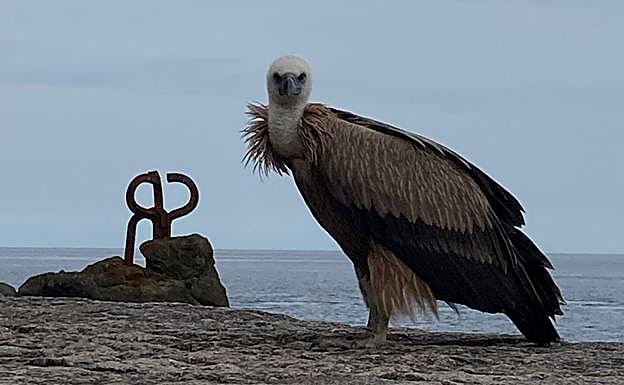 Un buitre leonado posado en el Peine de Viento 