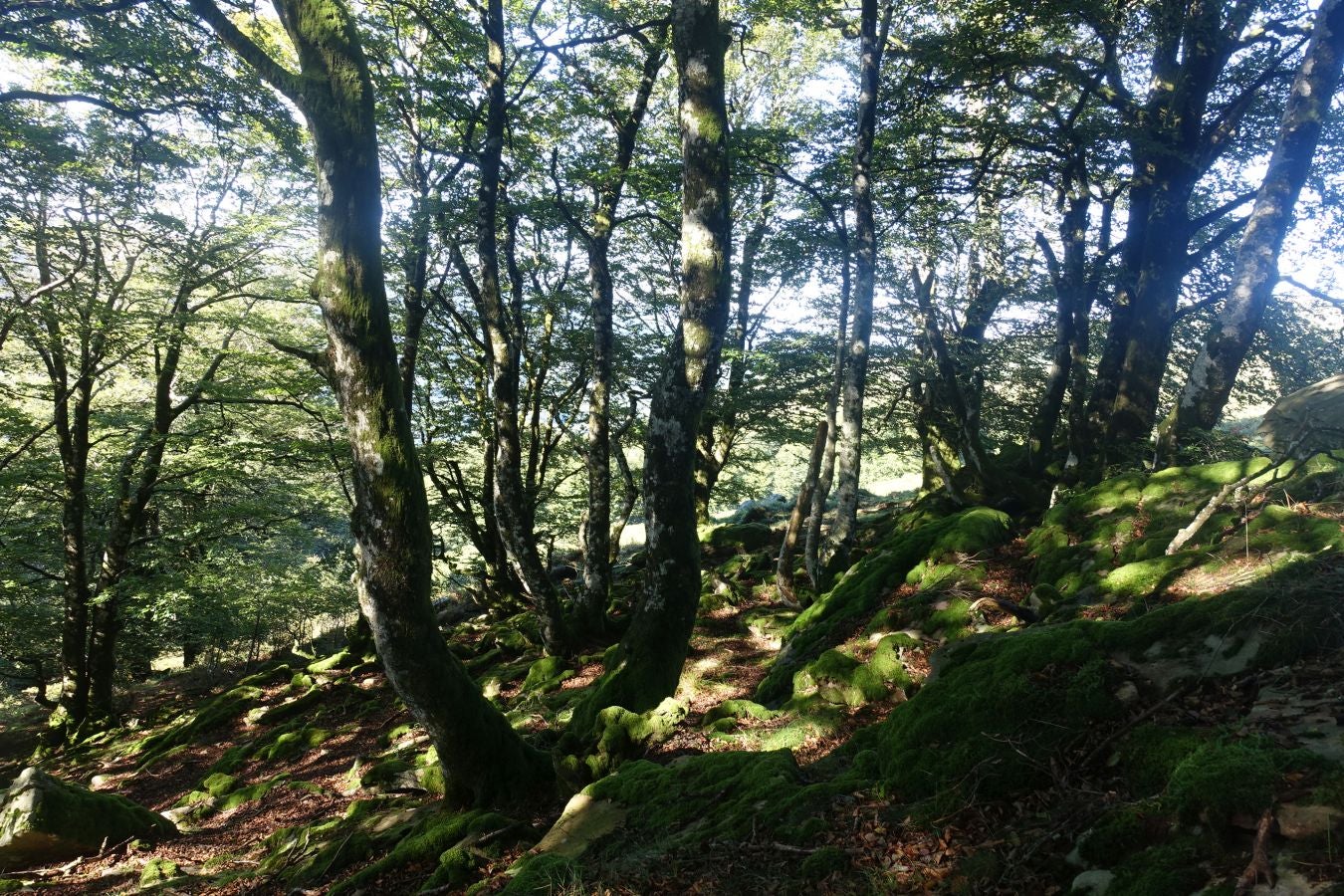 Fotos: Erakurri, tras los pasos de Basojaun