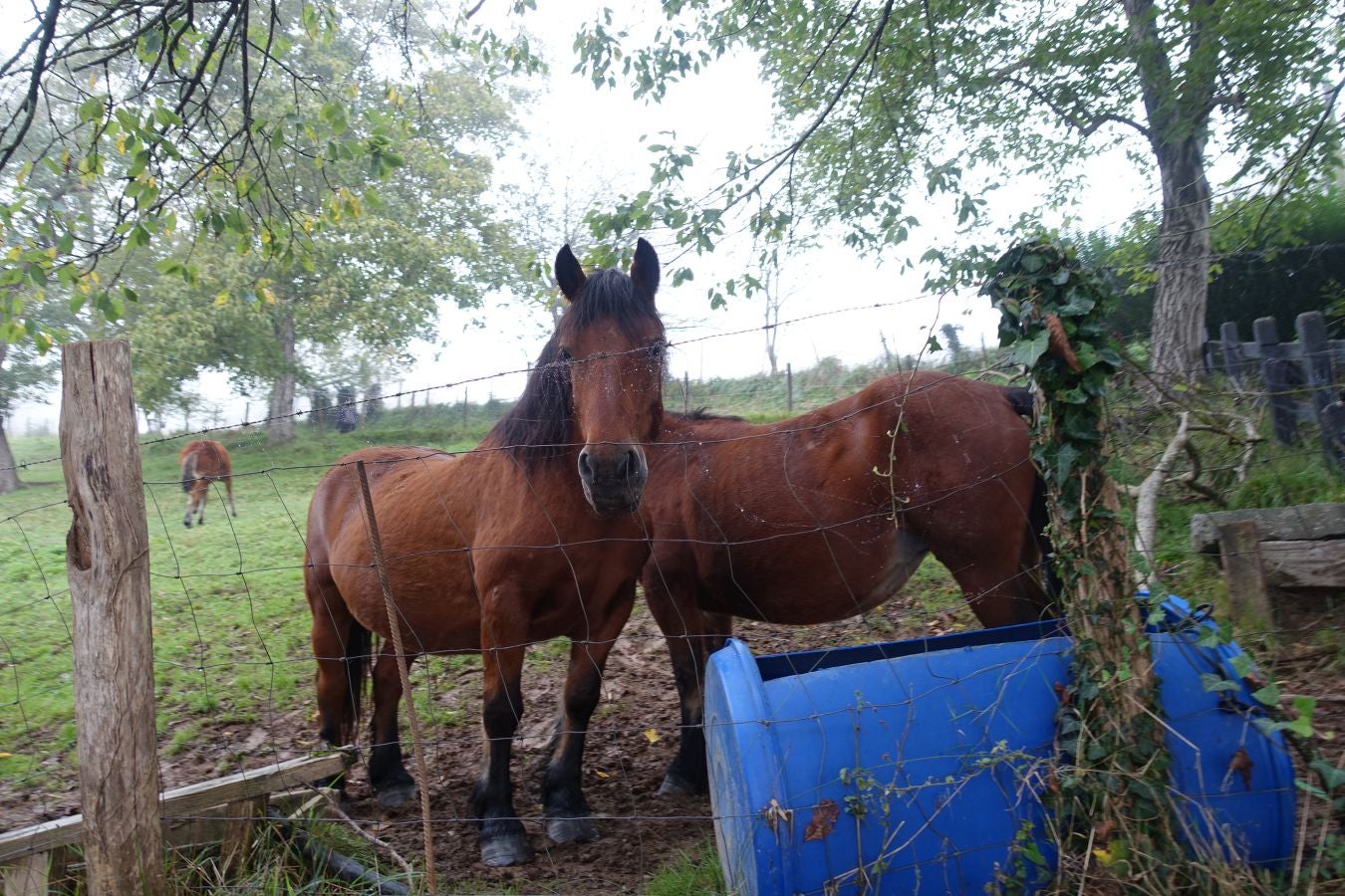 Fotos: Kakueta, regalo en Urola