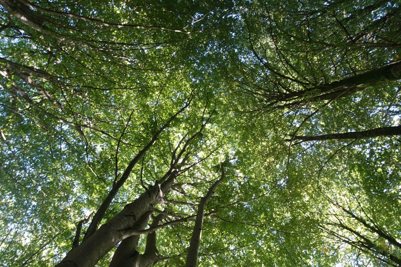 Fotos: Kakueta, regalo en Urola