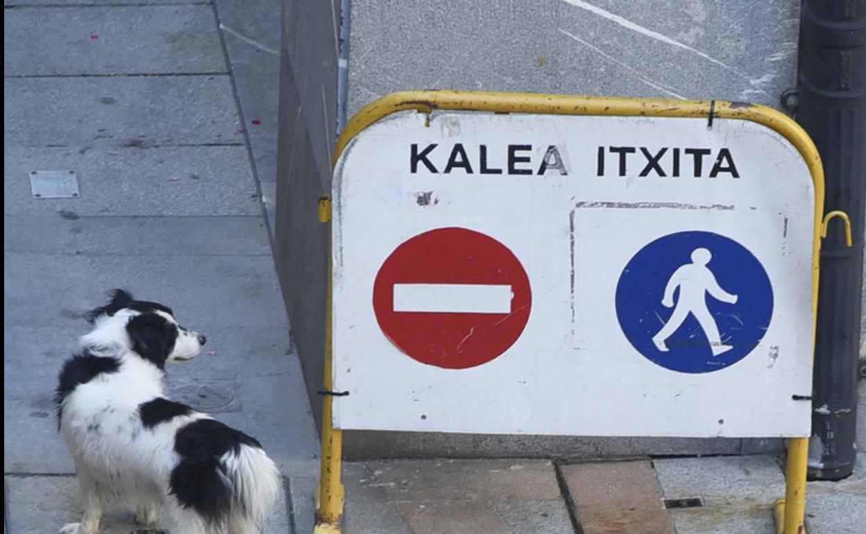 Imagen de un perro en la Parte Vieja de Tolosa.