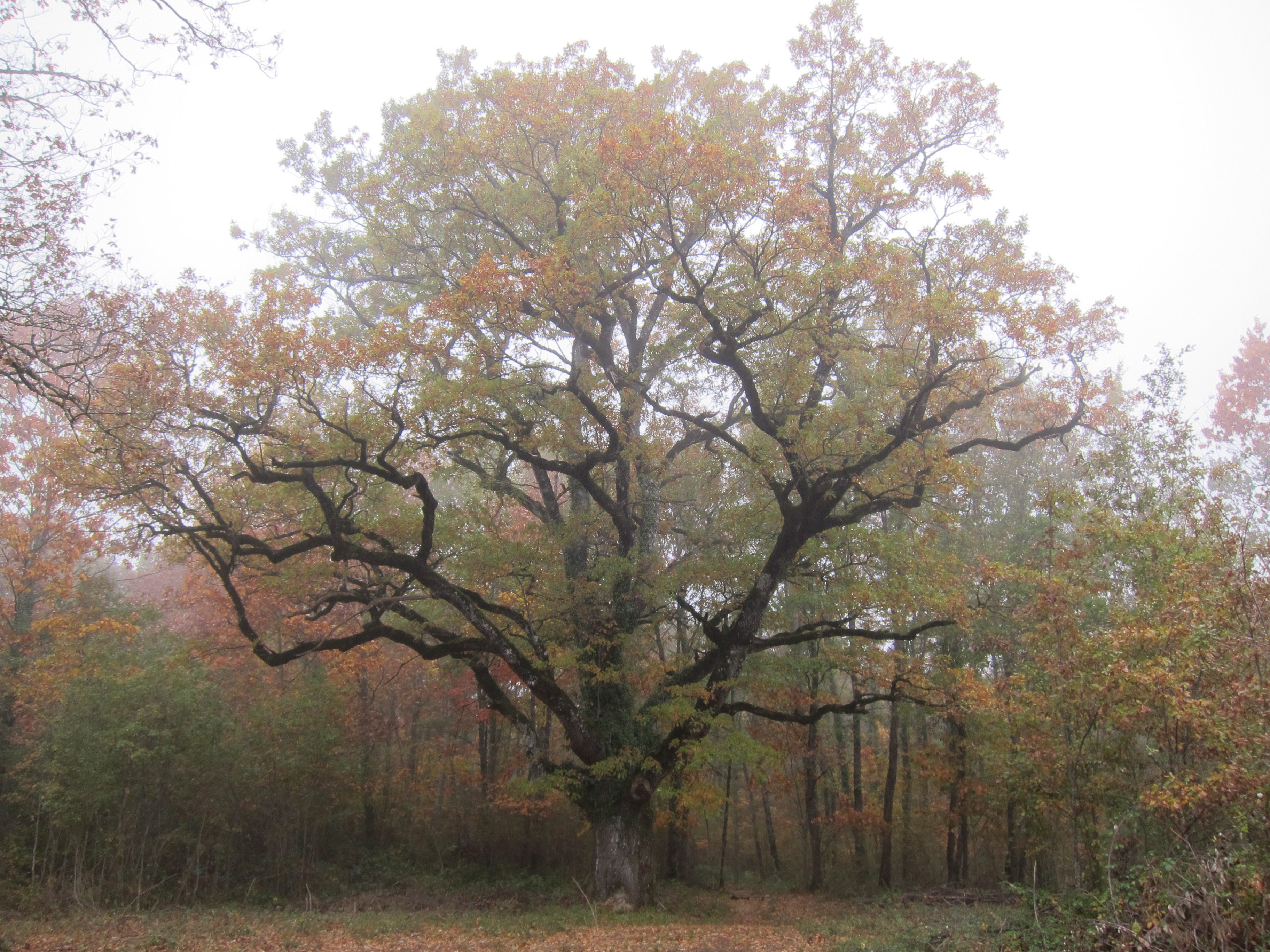 Fotos: Entre joyas naturales milenarias