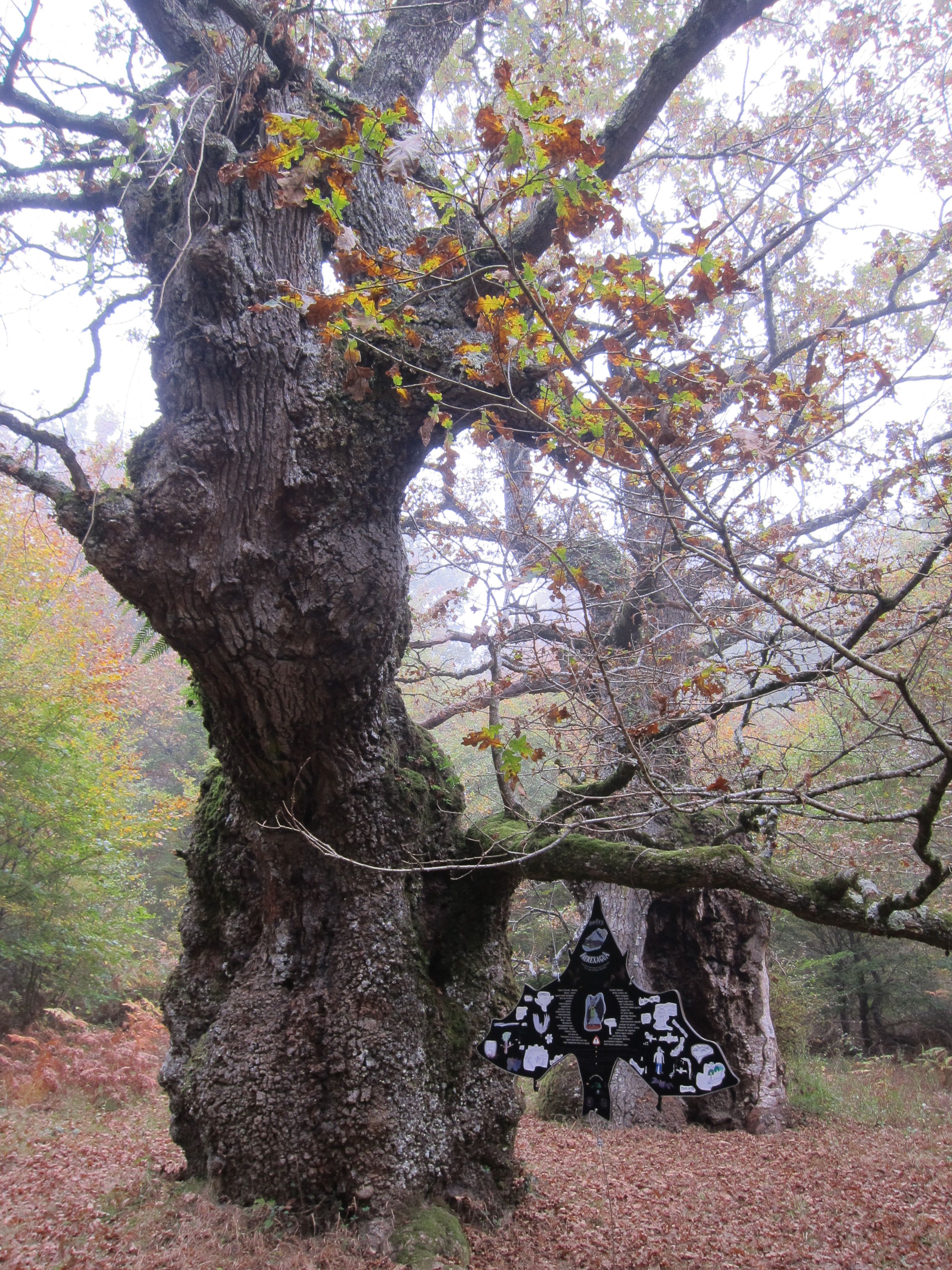 Fotos: Entre joyas naturales milenarias