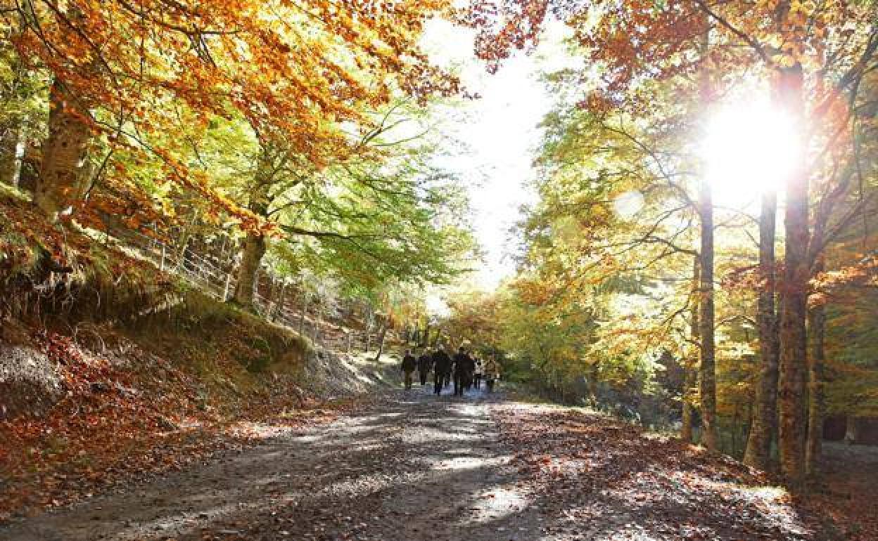 Cinco rutas por los bosques otoñales de Gipuzkoa, Álava, Cantabria y Navarra