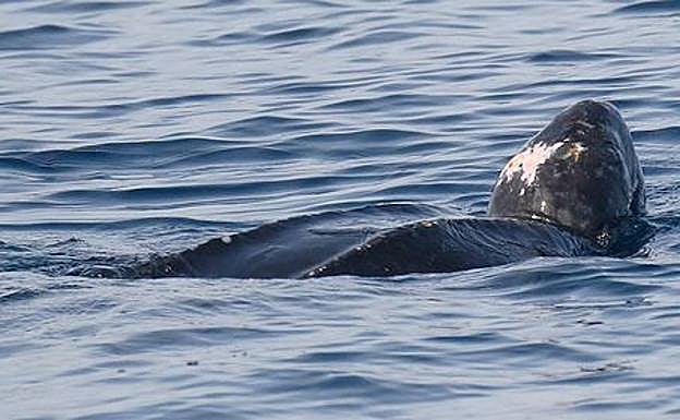 Imagen principal - Avistado un gran ejemplar de tortuga laúd a 12 millas del Puerto de Bermeo