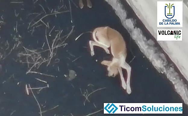 Uno de los perros que estaban aislados. 