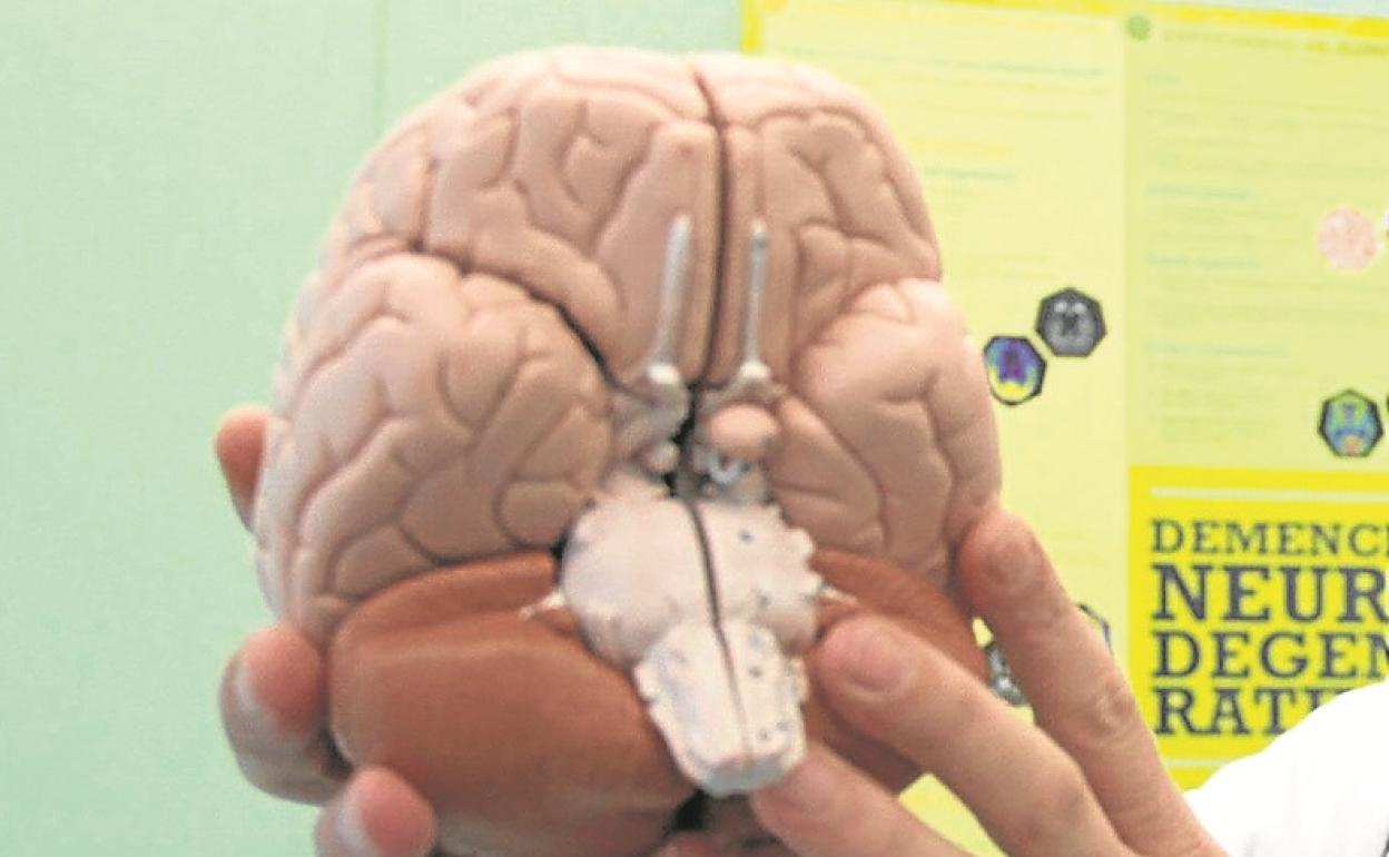 Un investigador, con una reproducción de un cerebro.