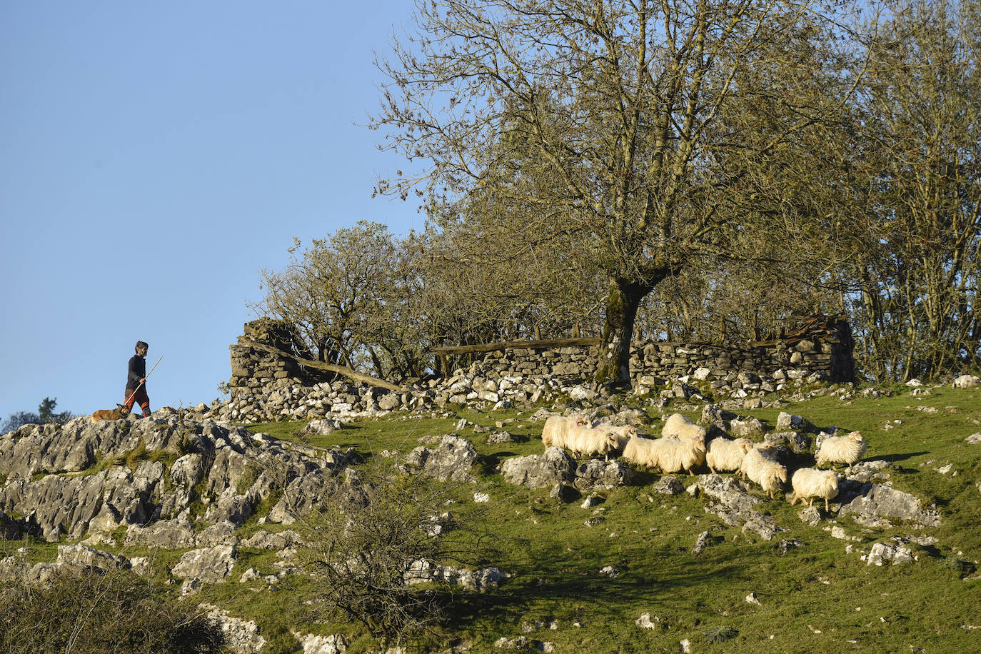 Fotos: Al ritmo del calendario de las ovejas