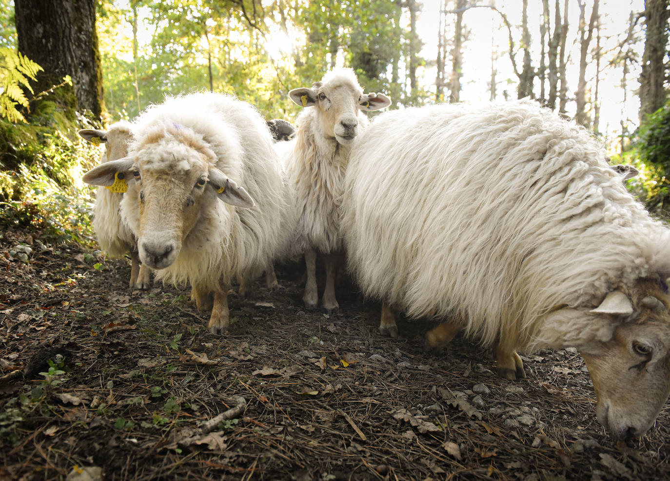 Fotos: Al ritmo del calendario de las ovejas