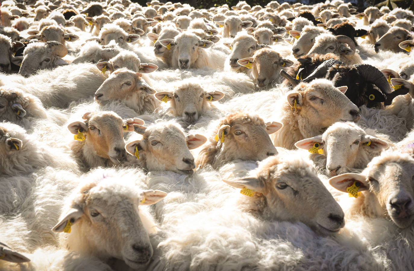 Fotos: Al ritmo del calendario de las ovejas