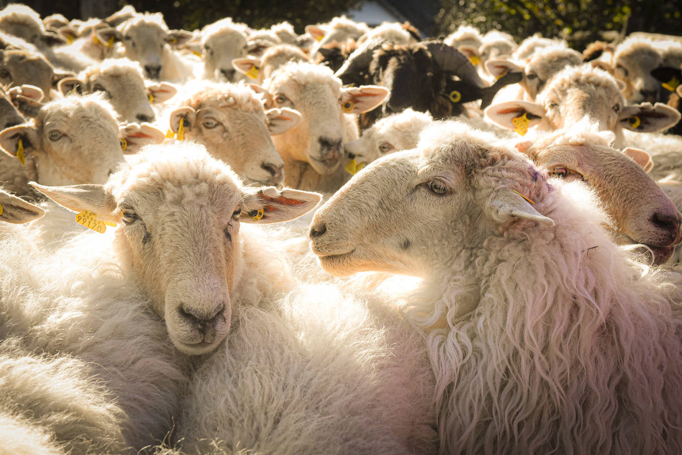 Fotos: Al ritmo del calendario de las ovejas