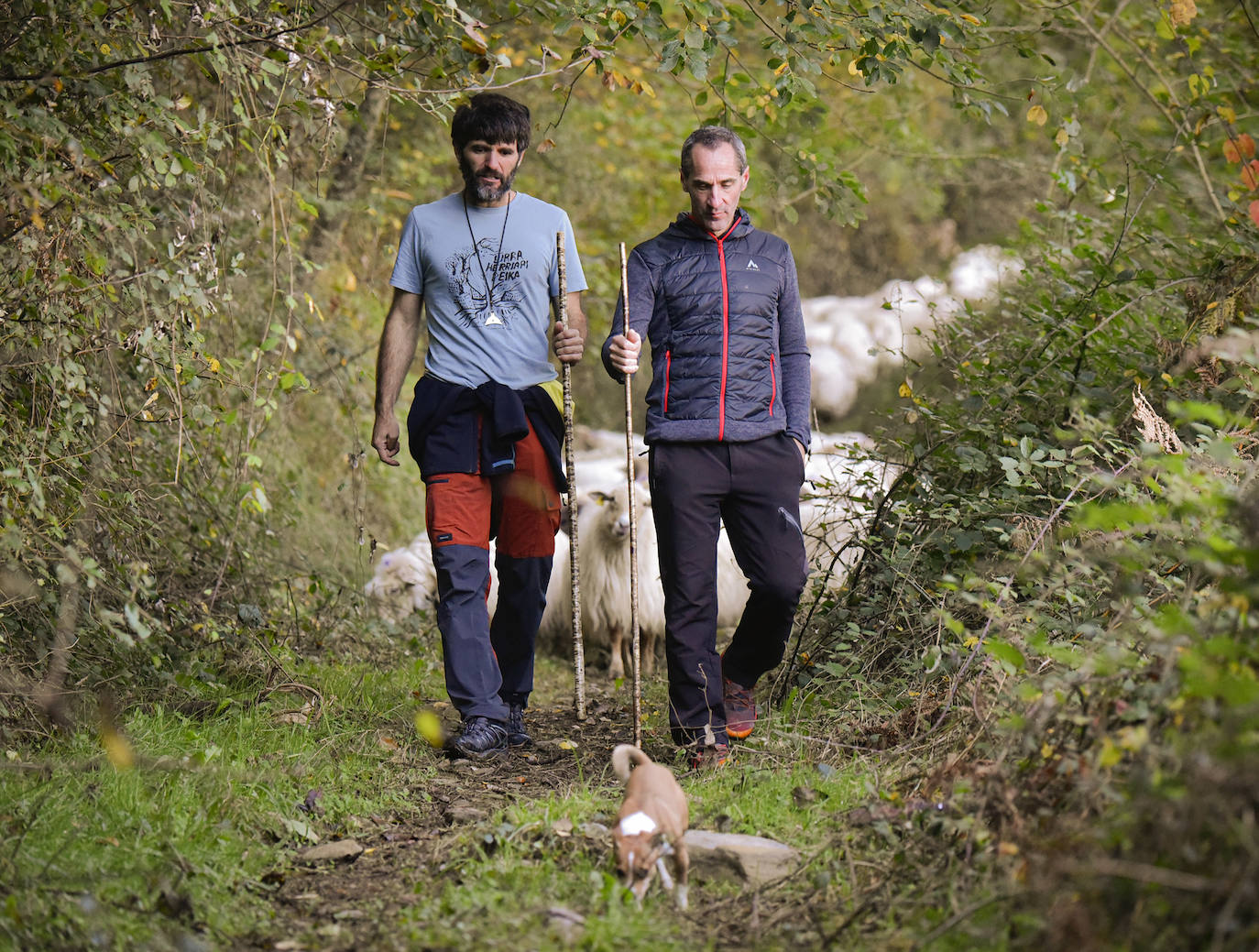Fotos: Al ritmo del calendario de las ovejas