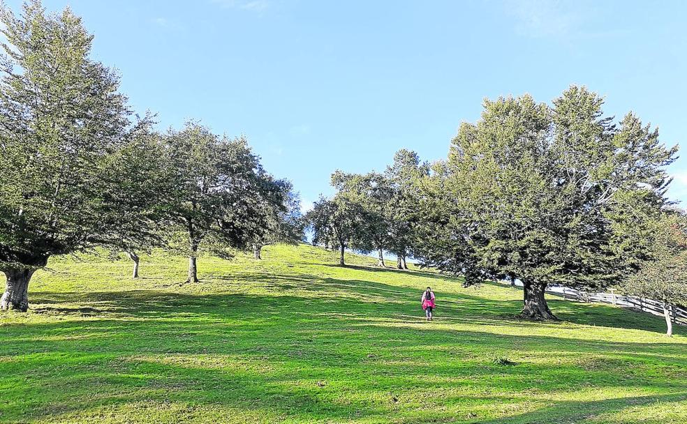 Muy cerca del restaurante Alstiza se encuentra esta zona de pasto llena de hayas.