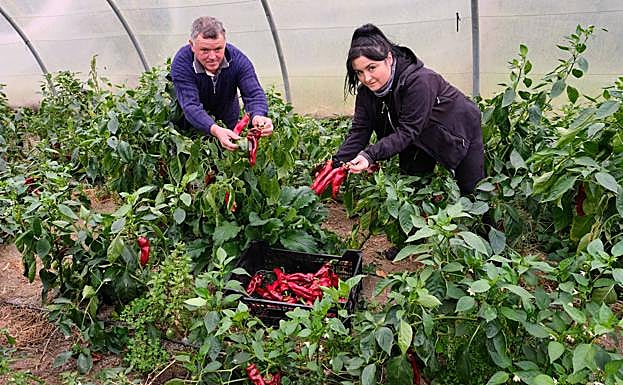 Imagen principal - Sobre estas líneas, Jone Irizar y su padre Santos, del caserío Muno; Rubén Irisarri y sus compañeros de Mala Gissona en la fábrica donde producen la cerveza y Begoña Julián de Goxorrubi en su huerta de Altza