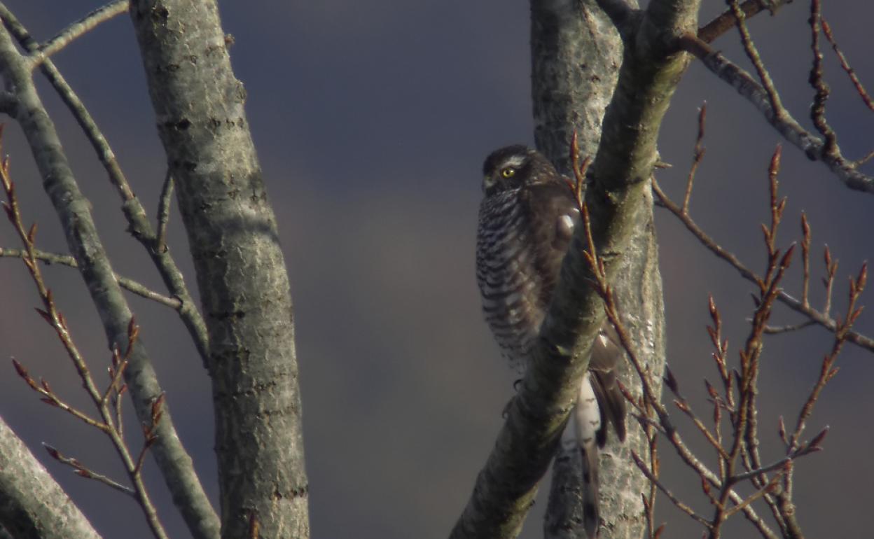 Denuncian la muerte de un gavilán en Usurbil a causa de un disparo de escopeta