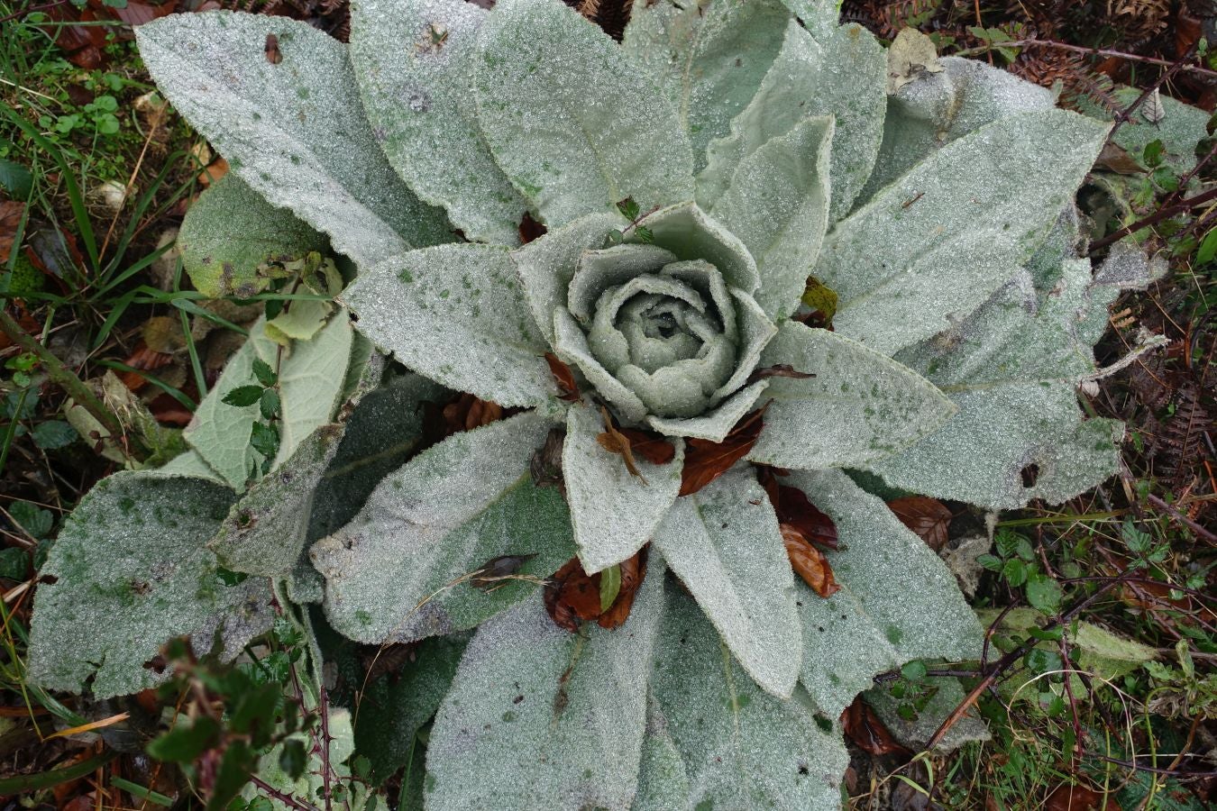 Fotos: Larrazpil, señor de la niebla de Aralar