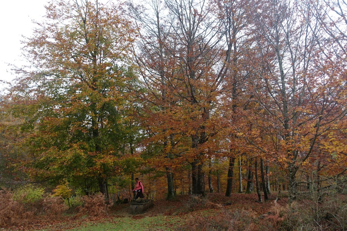 Fotos: Larrazpil, señor de la niebla de Aralar