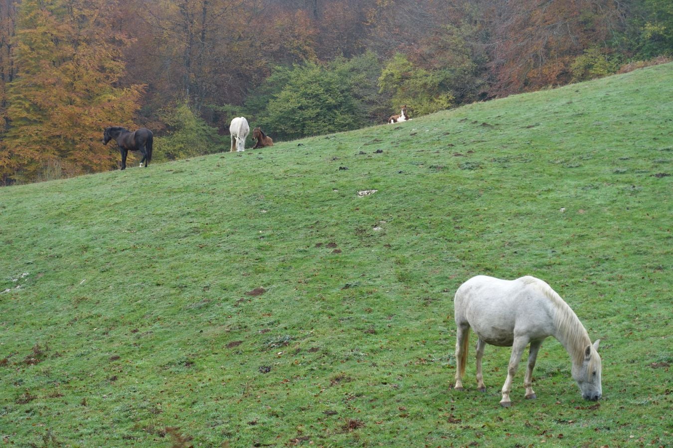 Fotos: Larrazpil, señor de la niebla de Aralar