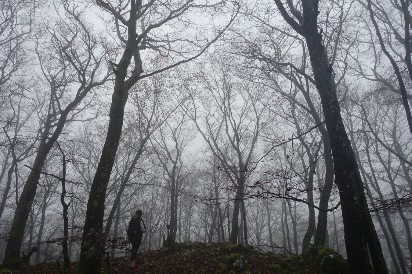 Fotos: Larrazpil, señor de la niebla de Aralar