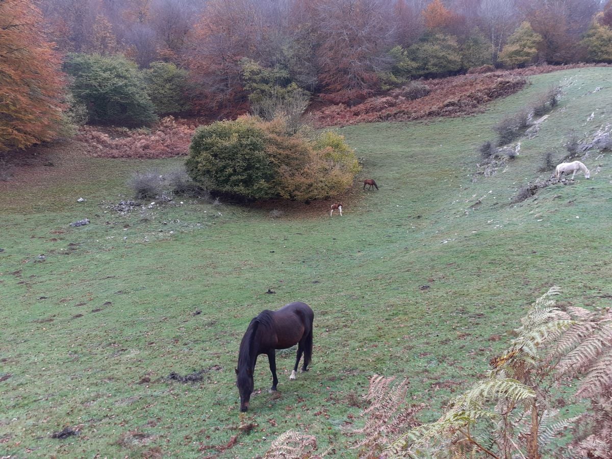 Fotos: Larrazpil, señor de la niebla de Aralar