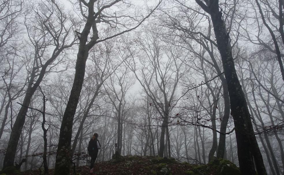 La niebla envuelve los árboles entre los que se encuentra el buzón de Larrazpil.