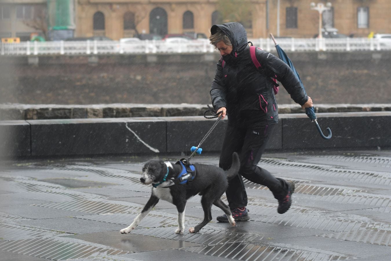 Contenedores volcados, árboles caídos... el temporal se está dejando sentir con fuerza en el territorio en las últimas horas