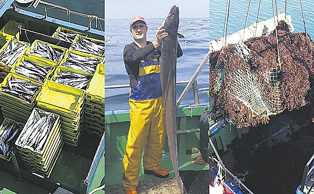 El barco Mariñel se dedica a la captura de, de arriba a abajo, verdel, congrio y algas.