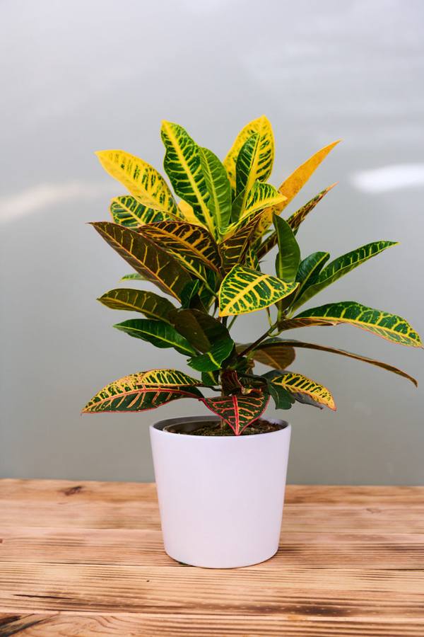 Fotos: Viveros Ducasse, tus plantas de Navidad