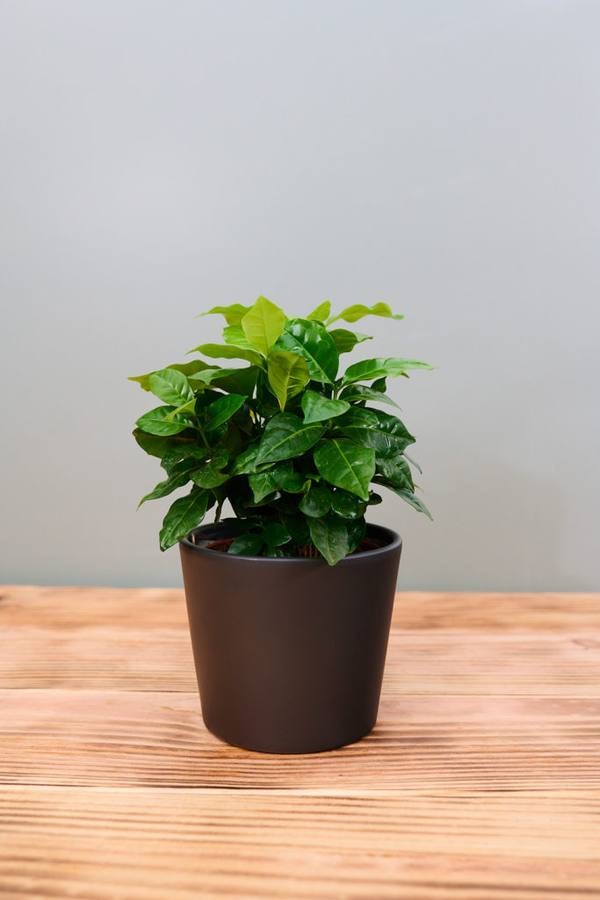 Fotos: Viveros Ducasse, tus plantas de Navidad