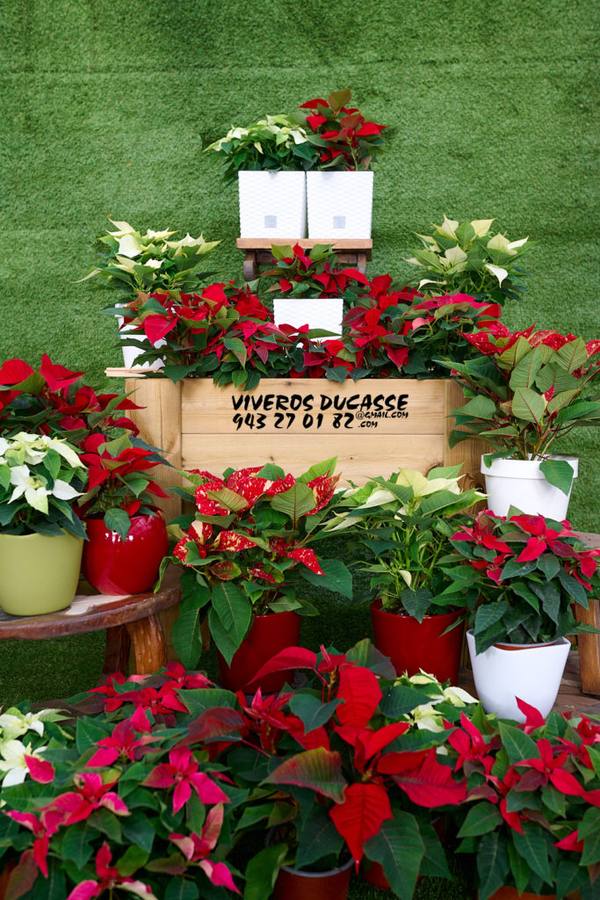 Fotos: Viveros Ducasse, tus plantas de Navidad