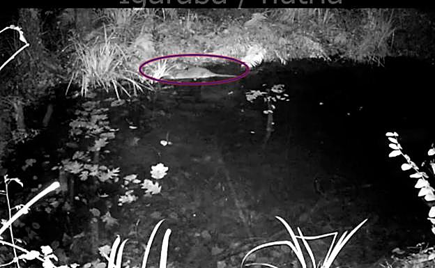 La nutria ha sido grabada en un estanque creado hace seis años por entre el Parque Natural de Peñas de Aia y la zona baja del río Urumea