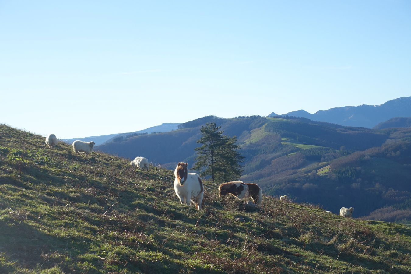 Fotos: Ipuliño, con la vista perdida en el cielo