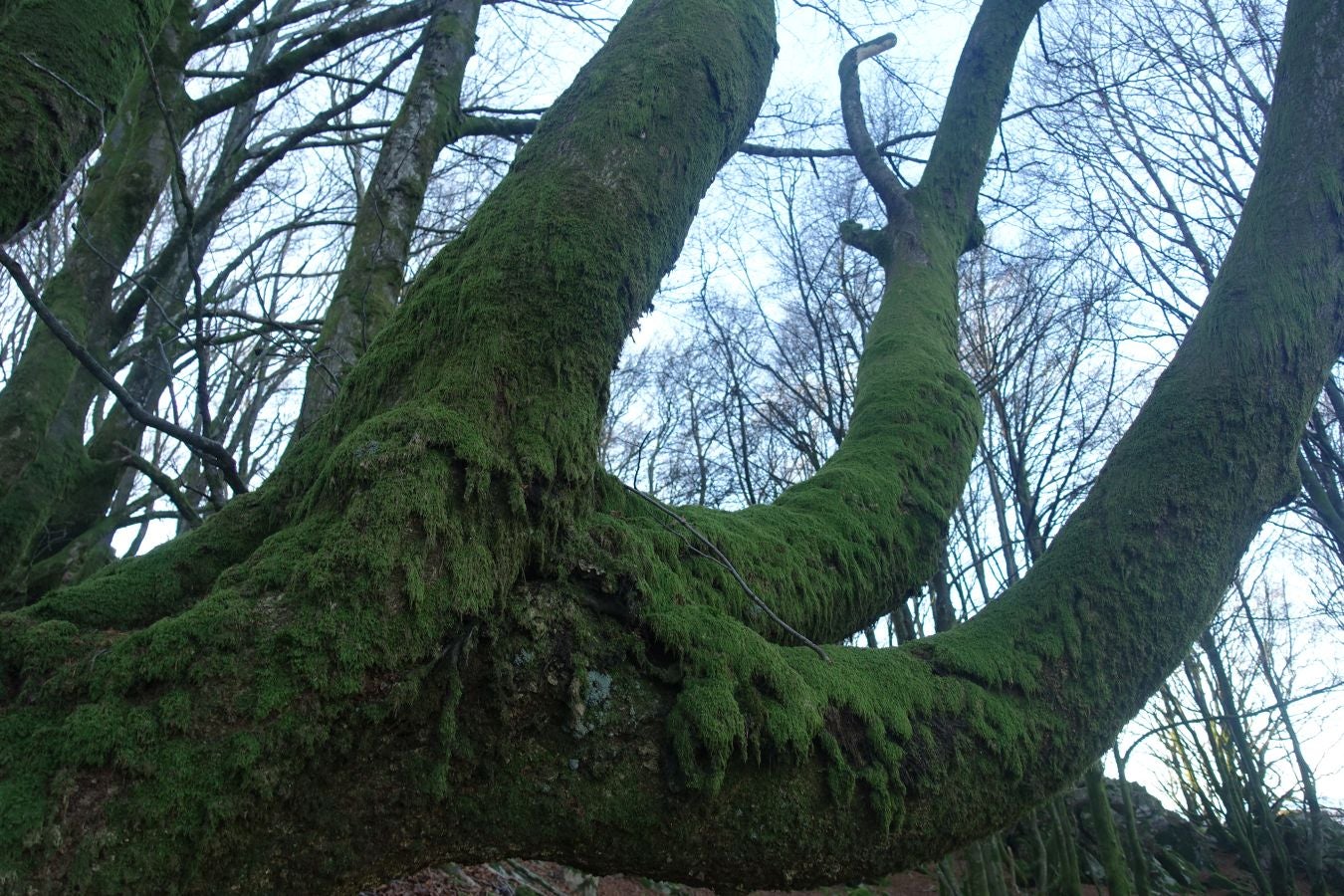 Fotos: Ipuliño, con la vista perdida en el cielo