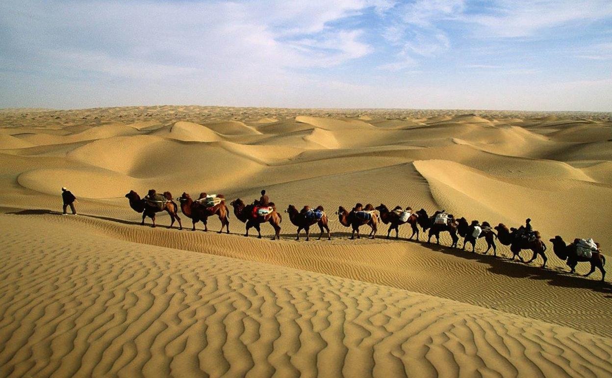 Una caravana de camellos bactrianos atraviesael desierto chino de Taklamakánl.