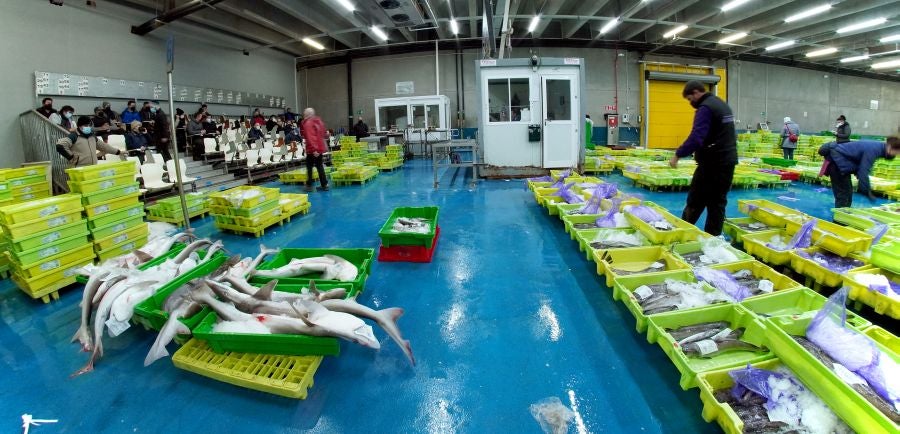 Fotos: Las dudas llegan a la lonja de pescado