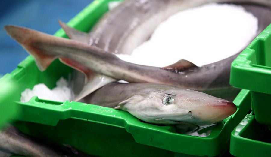 Fotos: Las dudas llegan a la lonja de pescado