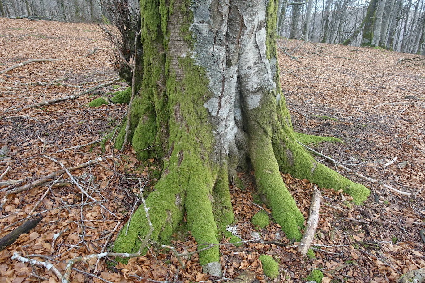 Fotos: Ireber. Paseo entre bosques mágicos