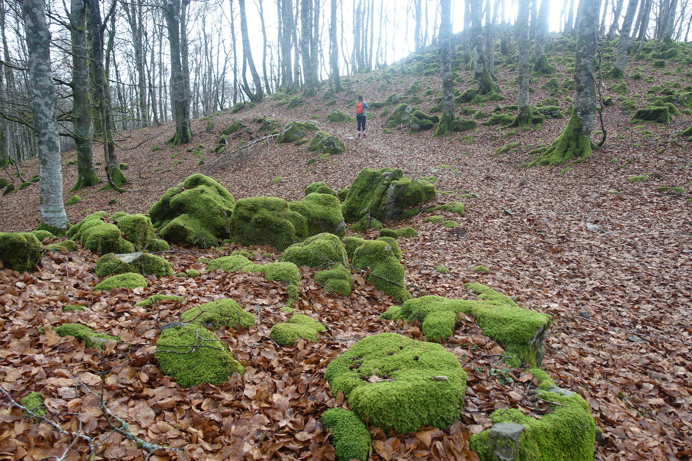 Fotos: Ireber. Paseo entre bosques mágicos