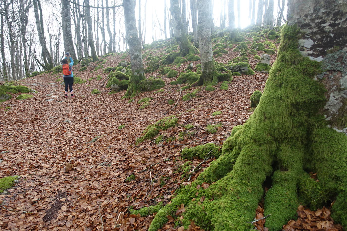 Fotos: Ireber. Paseo entre bosques mágicos