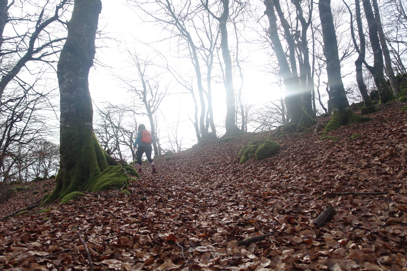 Fotos: Ireber. Paseo entre bosques mágicos