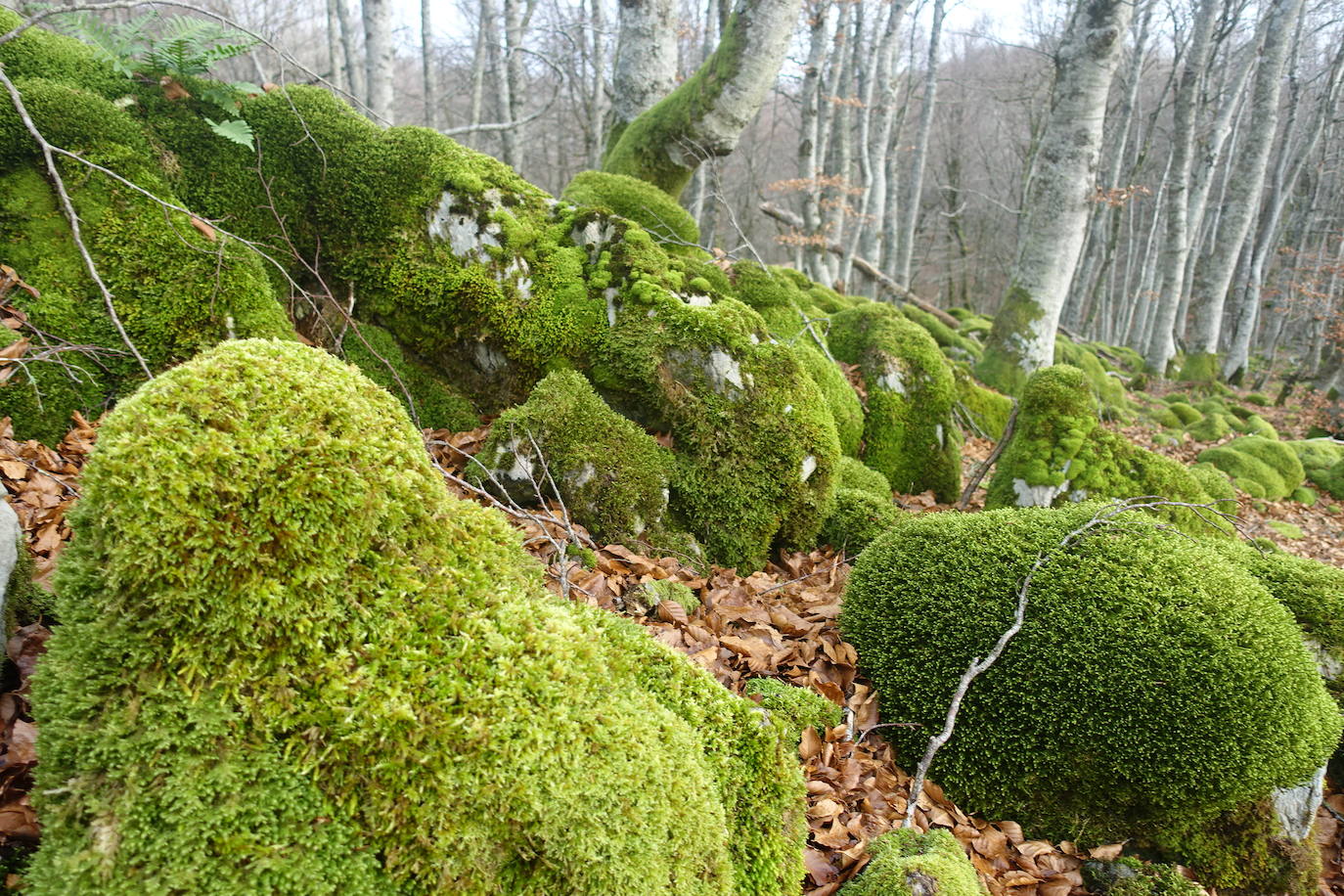 Fotos: Ireber. Paseo entre bosques mágicos