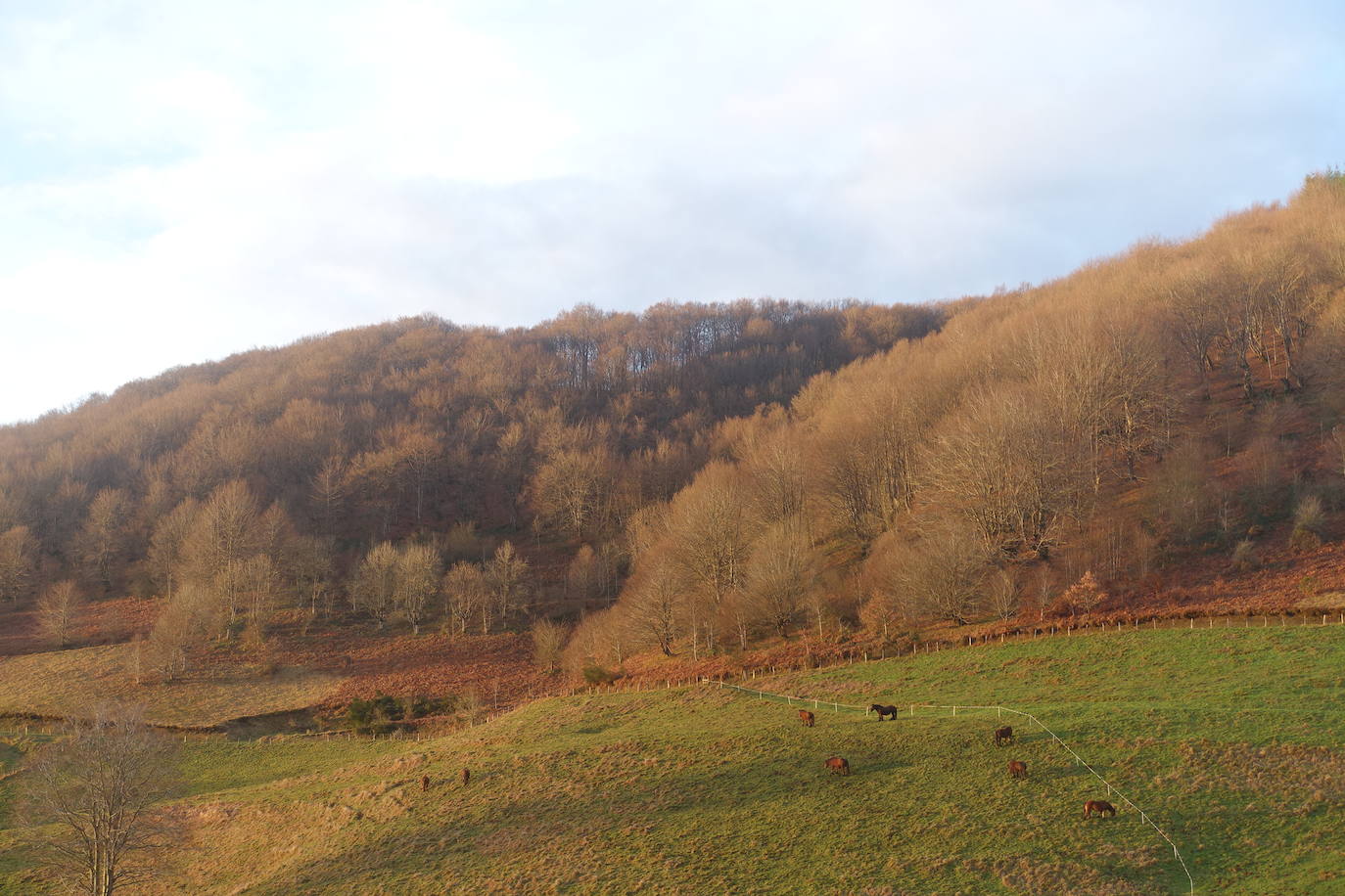 Fotos: Ireber. Paseo entre bosques mágicos