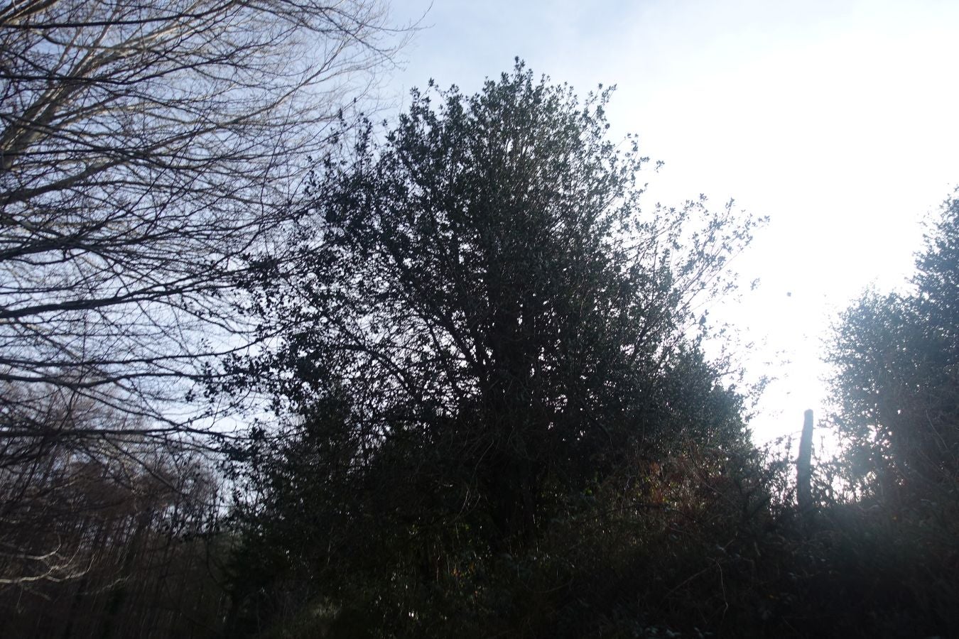 Fotos: Petriketa, entre molinos y gigantes