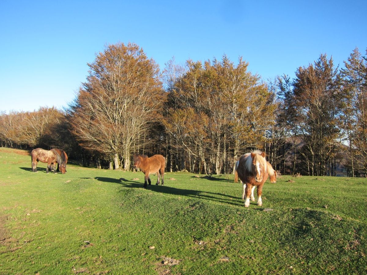 Fotos: Petriketa, entre molinos y gigantes
