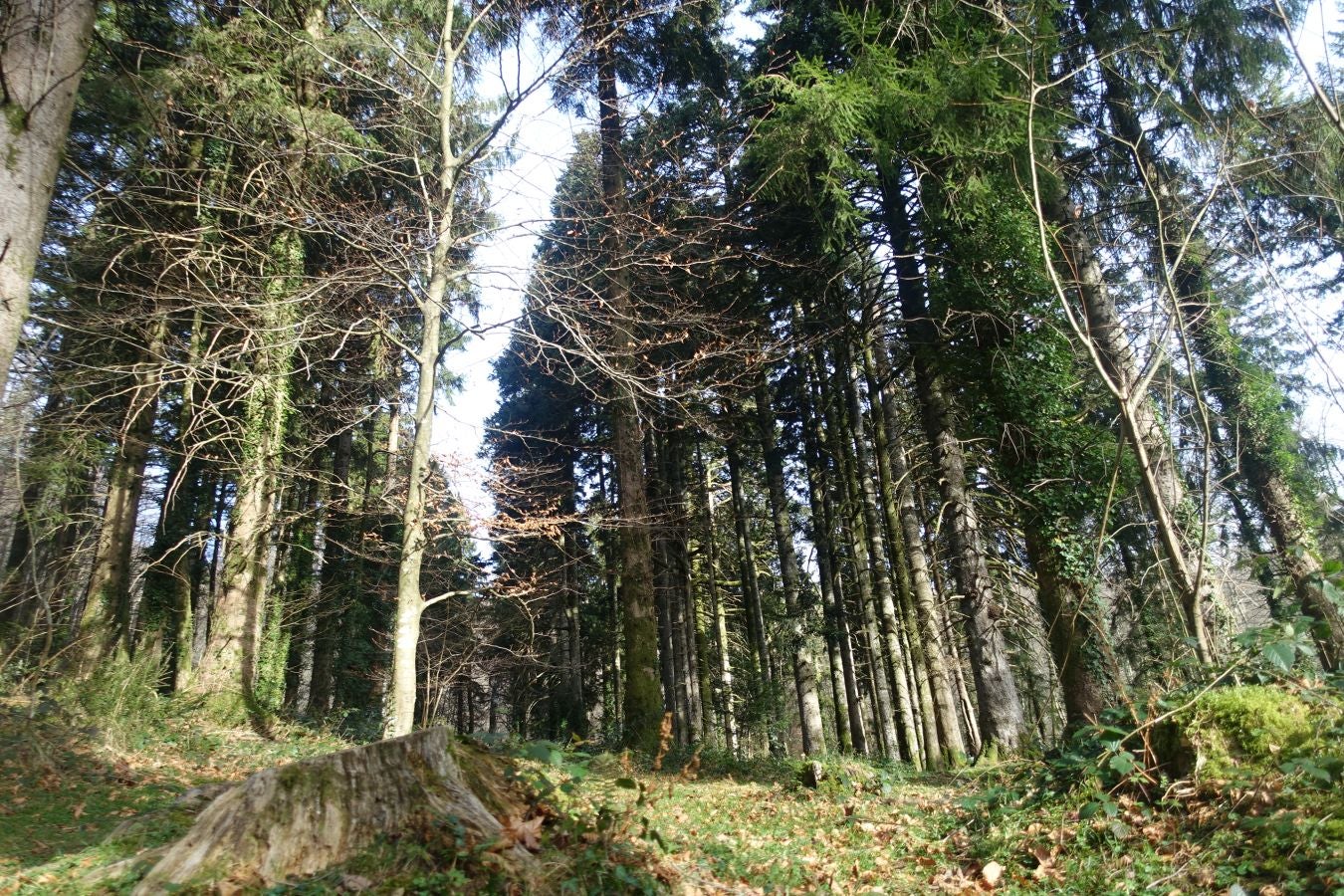 Fotos: Petriketa, entre molinos y gigantes