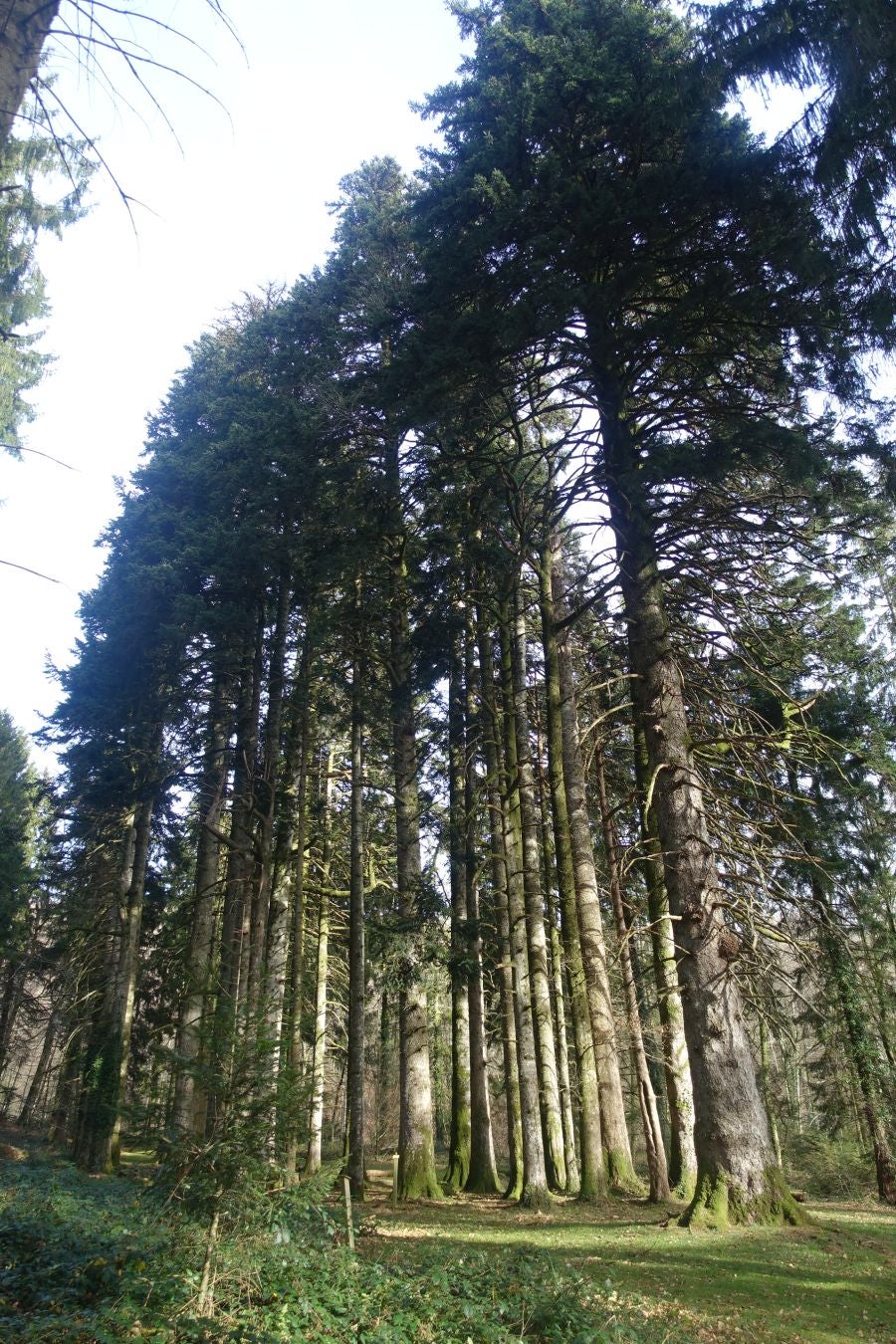 Fotos: Petriketa, entre molinos y gigantes