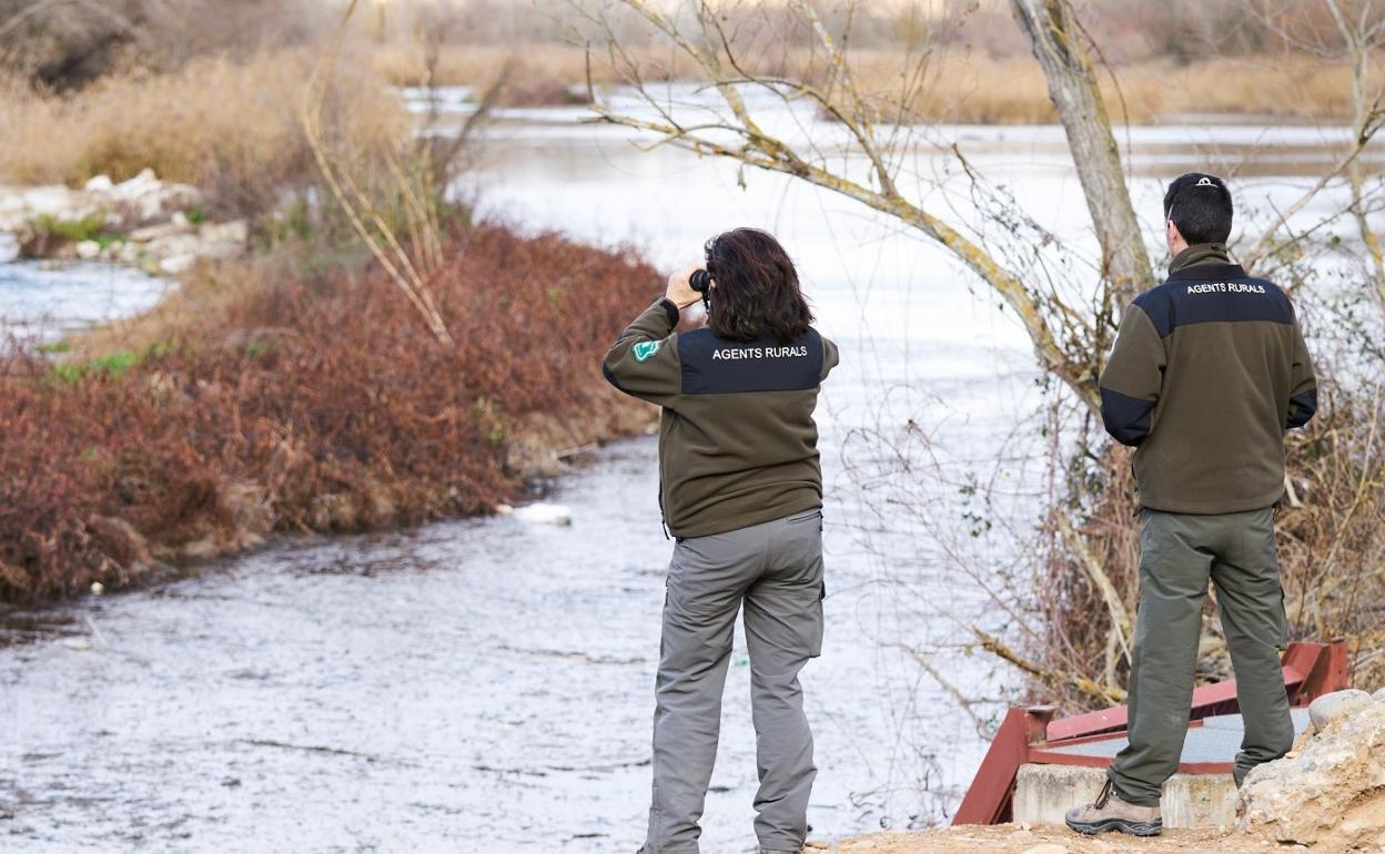Agentes rurales inspeccionan una zona de aves en Lleida. 
