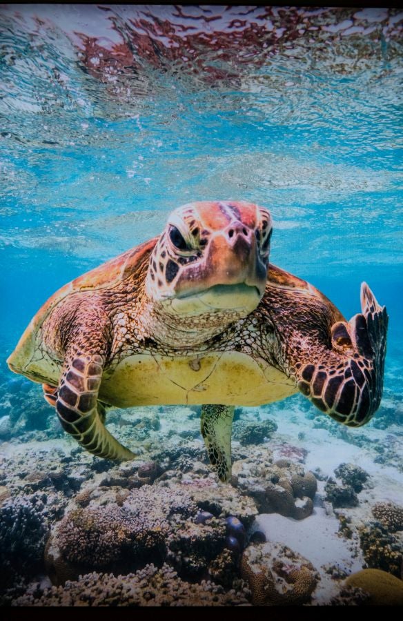 Fotos: El lado más gracioso del mundo animal