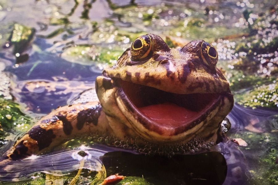 Fotos: El lado más gracioso del mundo animal