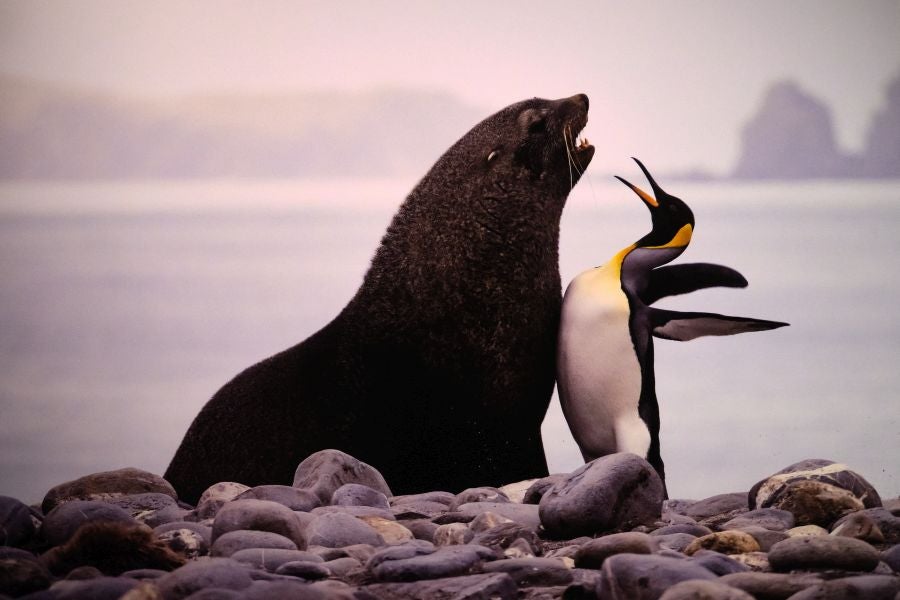 Fotos: El lado más gracioso del mundo animal